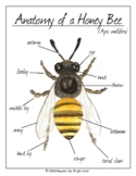 Anatomy of a Honey bee