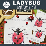 Anatomy of a Ladybug