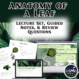 Anatomy of a Leaf Lecture, Student Note Guide, and Review