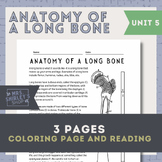 Anatomy of A Long Bone Coloring Page- Anatomy Unit 5 The S