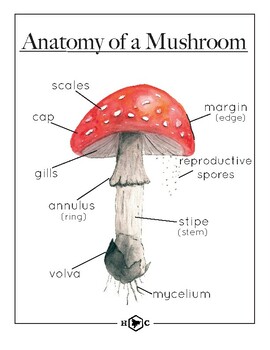 mushroom diagram labeled