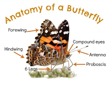 Anatomy of a Painted Lady Butterfly by Hatching Curiosity | TpT