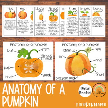 Preview of Anatomy of a Pumpkin