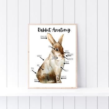 Preview of Anatomy of a Rabbit Poster