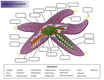 Starfish Scientific Diagram Dissection Cross Section Of Starfish Anatomy