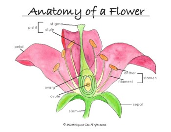 Preview of Anatomy of a flower and student blank fill in