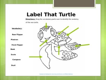 Anatomy of a sea turtle PowerPoint by Polka Dots Boutique | TPT