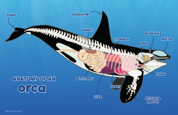 Anatomy of an Orca, Homeschooling, Diagram, Zoology by Little Red Wren