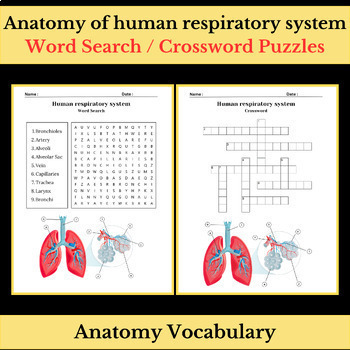 Preview of Anatomy of human respiratory system Vocabulary | Word Search & Crossword Puzzles