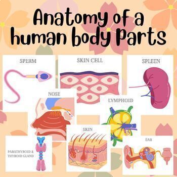 Preview of Anatomy of the Body; Bulletin Board ideas; Diagrams; Human Body; Parts; Biology
