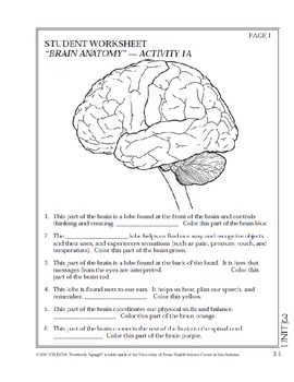 Preview of Anatomy of the Brain Class Activity Diagram Quiz Pictures