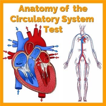 Preview of Anatomy of the Circulatory System Test