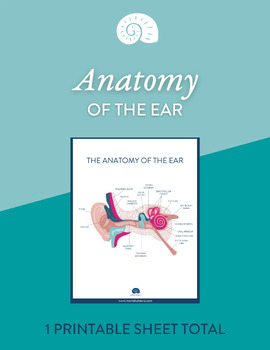 Preview of Anatomy of the Ear Diagram