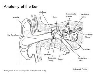 Anatomy of the Ear - Diagrams for Coloring/Labeling, with ...