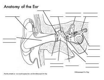 Featured image of post Human Ear Drawing Reference Sketch two circles a large one and a small one