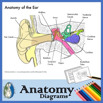Preview of Anatomy of the Ear - Diagrams for Coloring/Labeling, with Reference Information