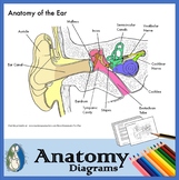 Anatomy of the Ear - Diagrams for Coloring/Labeling, with 