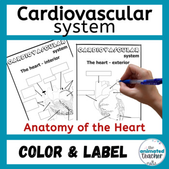 Preview of Anatomy of the Heart Diagram Label and Color Middle School Biology