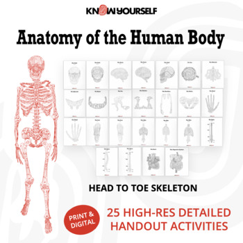 Preview of Anatomy of the Human Body Handout Activity Bundle - Illustrations & Facts