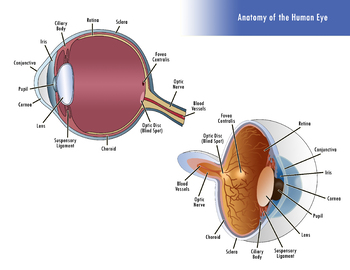 Human Eye Scientific Diagram || Cross Section of a Human Eye | TpT