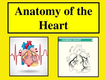 Preview of Anatomy of the Human Heart pdf