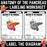 Anatomy of the Pancreas | Pancreas Labeling Worksheet