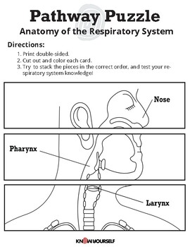 Preview of Anatomy of the Respiratory System Stacking Puzzle Card Game