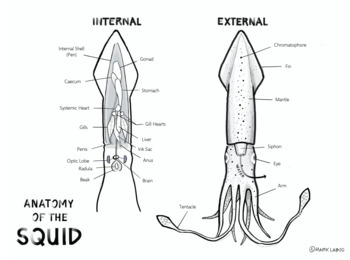 Preview of Anatomy of the Squid Diagram
