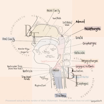 Preview of Anatomy of the Swallow Diagram