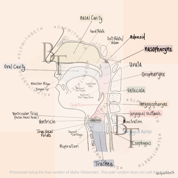 Anatomy of the Swallow Diagram by SLPwithBeth | TPT