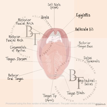 Preview of Anatomy of the Tongue