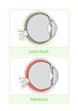 Anatomy of the eye, German
