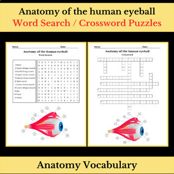 Preview of Anatomy of the human eyeball Vocabulary | Word Search & Crossword Puzzles