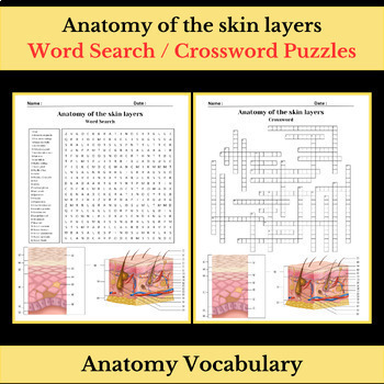 Preview of Anatomy of the skin layers Vocabulary | Word Search & Crossword Puzzles