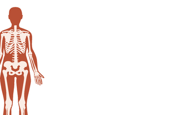 Preview of Anatomy part: silhouette bones in human body