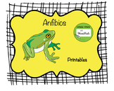 Montessori Anfibios la rana (the frog)