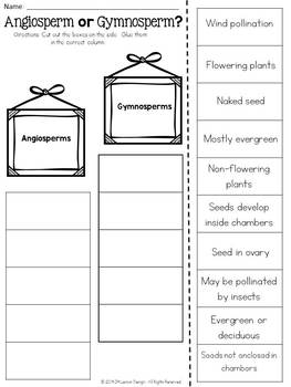 gymnosperms and angiosperms