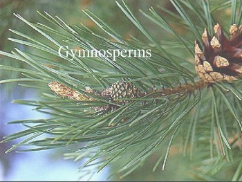 Preview of Angiosperms and Gymnosperms PowerPoint