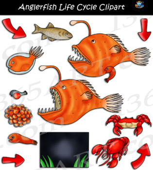 Preview of Anglerfish Life Cycle Clipart