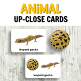 Animal Activities for Kindergarten: Animal Up Close Cards