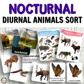 Animal Activities for Kindergarten: Nocturnal Animals and Diurnal Animals  Sort
