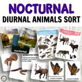 Animal Activities for Kindergarten: Nocturnal Animals and 