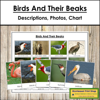 Preview of FREE Birds and Their Beaks (Animal Adaptations)