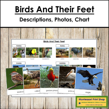 Preview of Birds and Their Feet (Animal Adaptation)