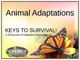 Animal Adaptation Showcase