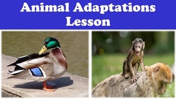 Preview of Animal Adaptations Lesson