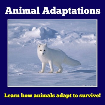 Preview of ANIMAL ADAPTATIONS Activity PowerPoint 1st 2nd 3rd 4th Grade SCIENCE Lesson
