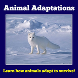 Animal Adaptations | 1st 2nd 3rd 4th Grade Science Lesson 