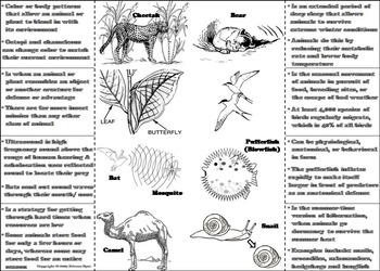 Ecosystem Unit: Animal Adaptations Activity: Hibernation, Camouflage