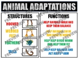 ANIMAL ADAPTATIONS Anchor Chart